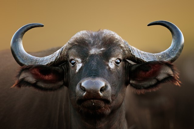 African buffalo cow (Syncerus caffer) portrait - Kruger National Park (South Africa)
